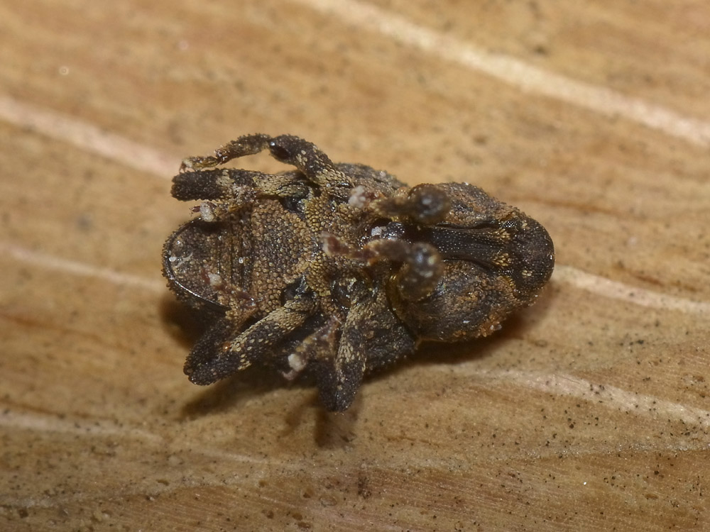 Echinodera hypocrita (Curculionidae)